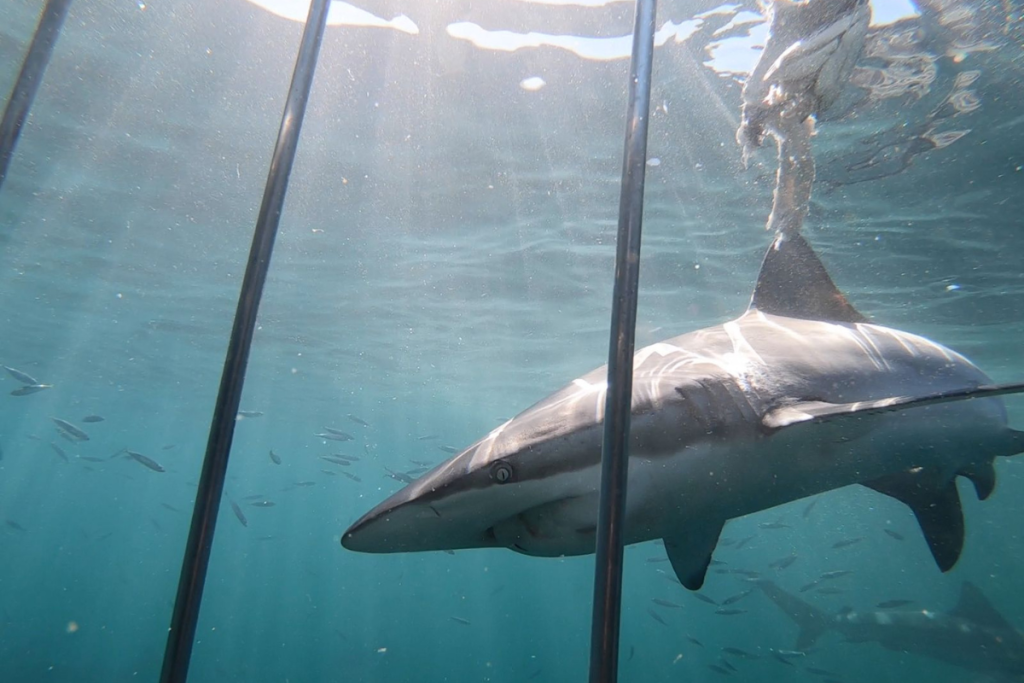 African Shark Eco-Charters
